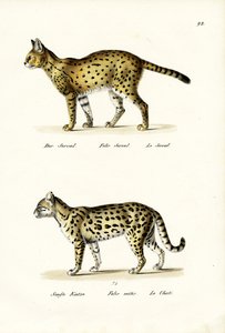 虎猫、1824 作： Karl Joseph Brodtmann